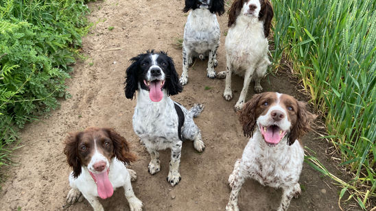 Understanding your dogs behaviour